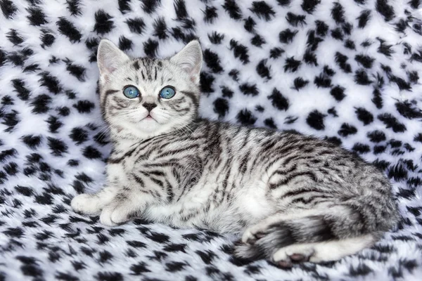 Ung svart silver tabby fläckig Engelsk Stenografien katt liggande på — Stockfoto