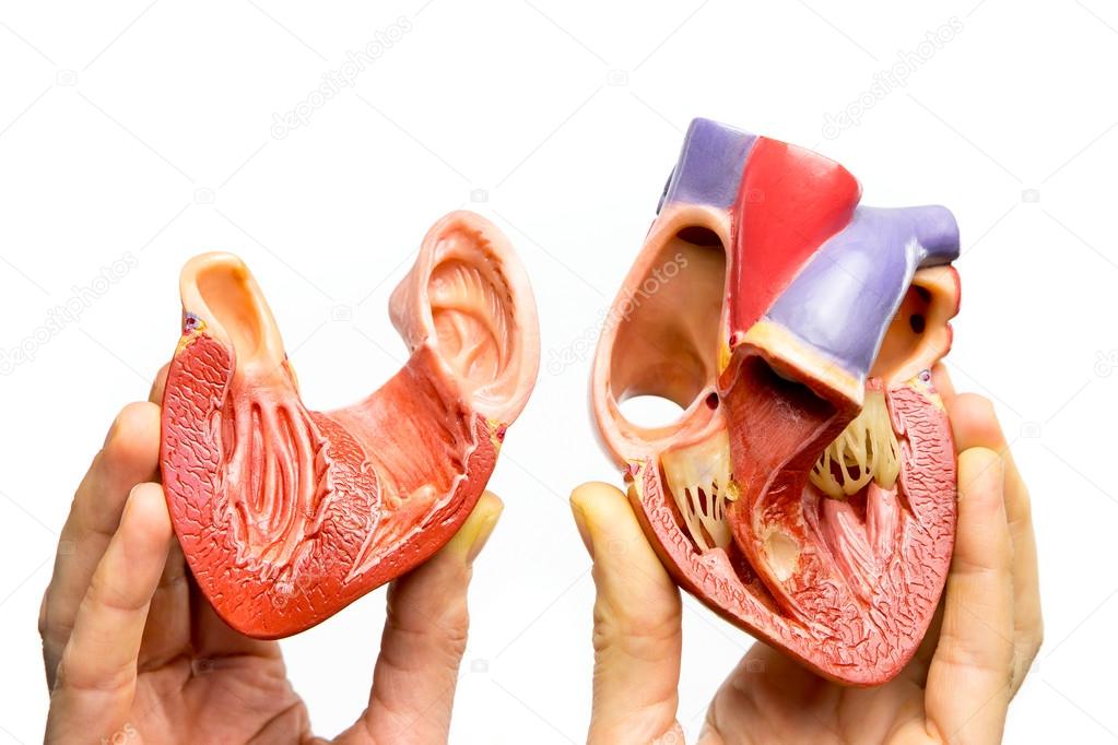 Fingers holding open human heart on white background