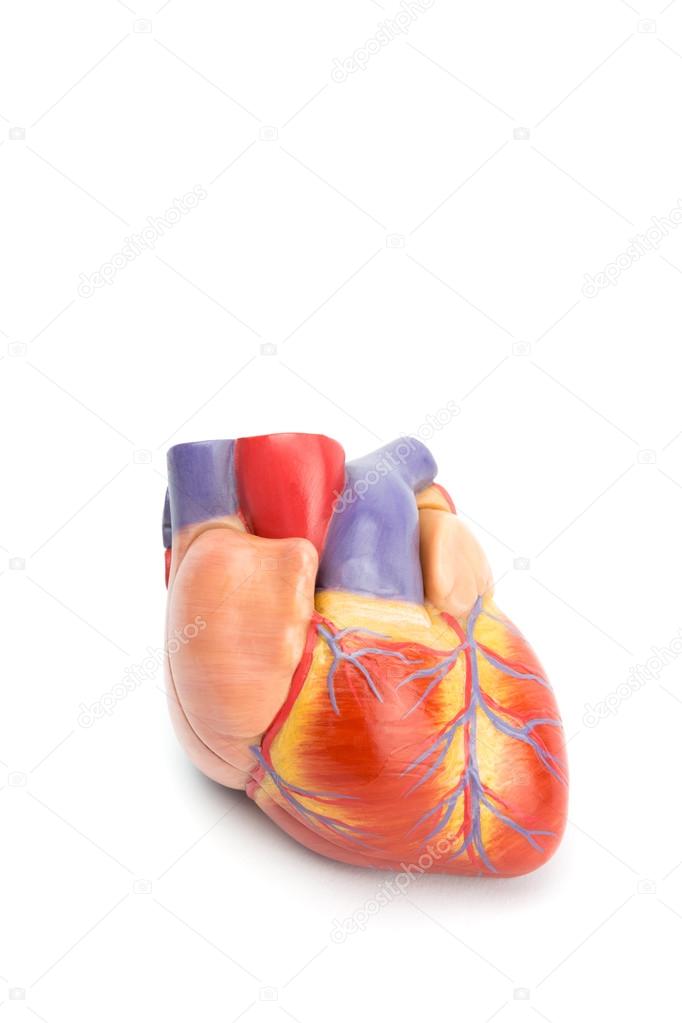 Artificial model of human heart on white