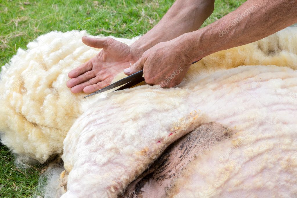 Male arms shaving wool from sheep with scissors 