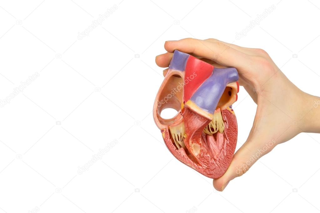 Hand holding model open human heart on white