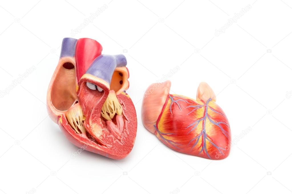 Open model of human heart showing inside