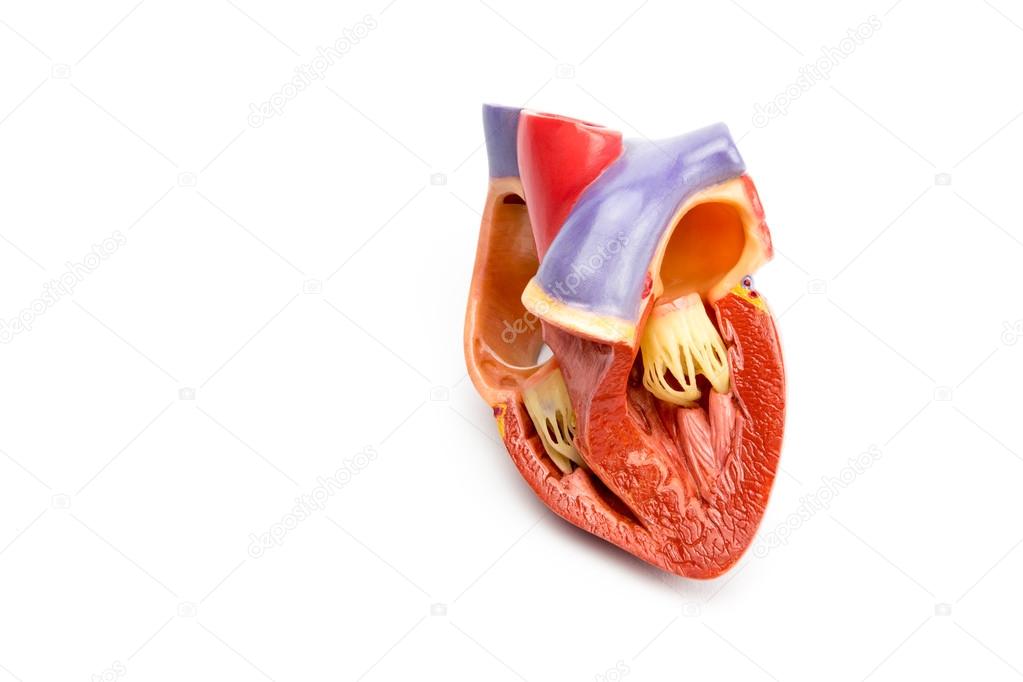 Model of open human heart isolated on white background