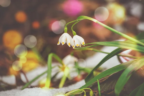 Сніг квіти — стокове фото