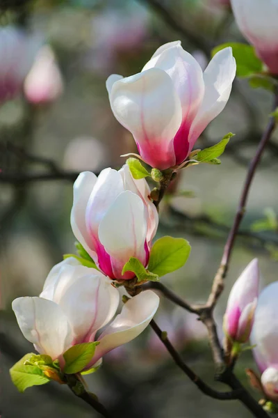 Magnolia - Stock-foto