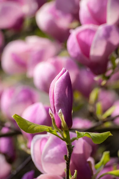 Manolya çiçek çiçek