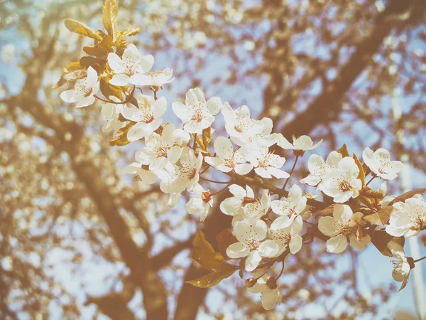 güzel bir elma ağacı dalı