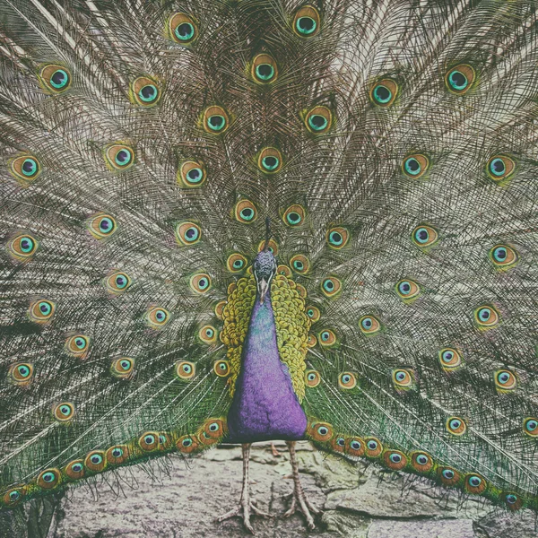 güzel tavuskuşu portresi