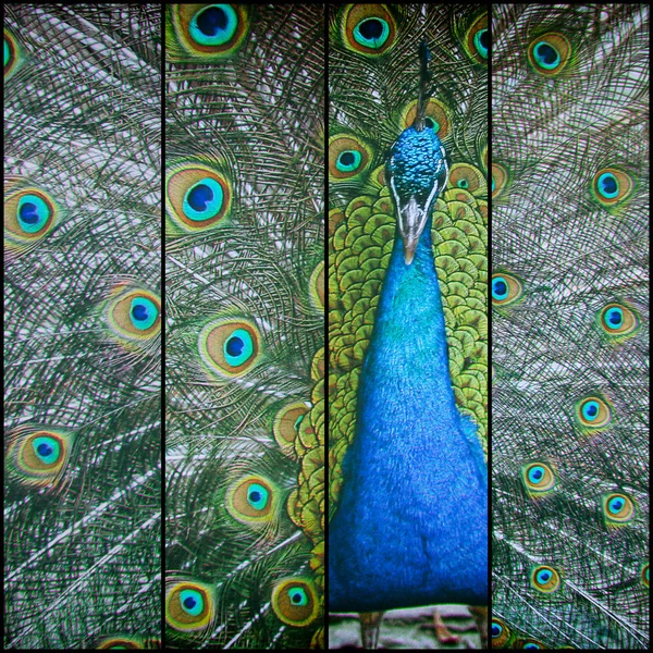 güzel tavuskuşu portresi