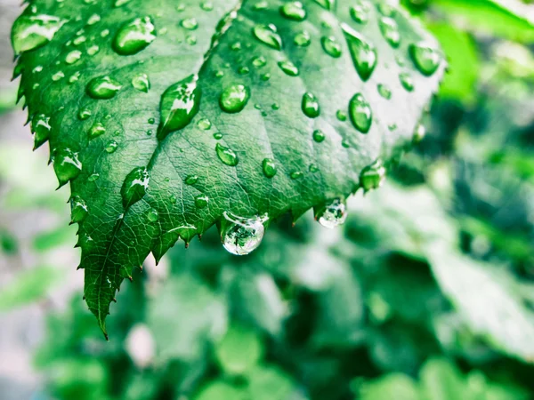 Çiy damlalı yeşil yaprak