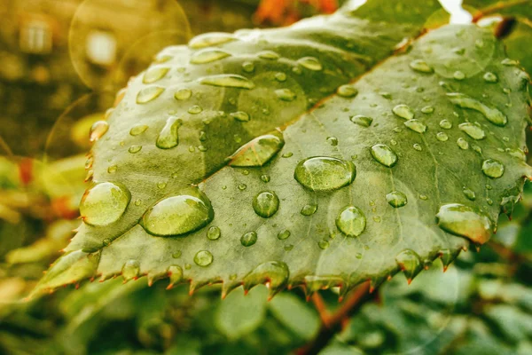 Green leaf with dew drops — Stock Photo, Image