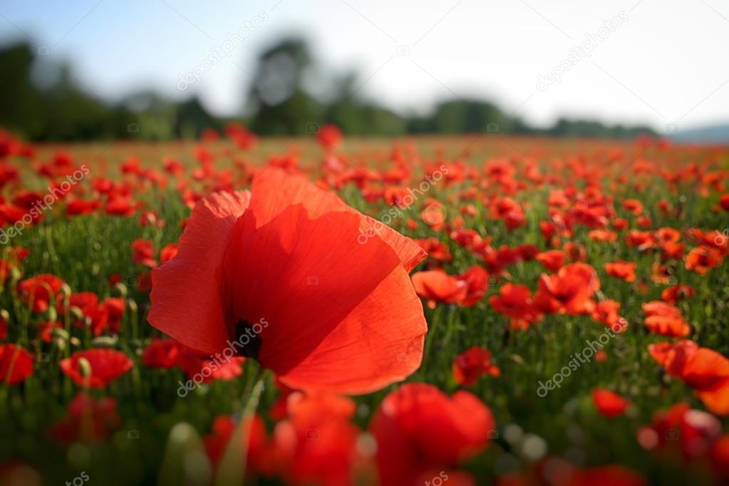 field of poppies