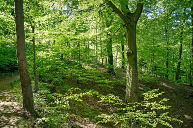 Harz, Almanya bahar gününde parlak güneşli forrest