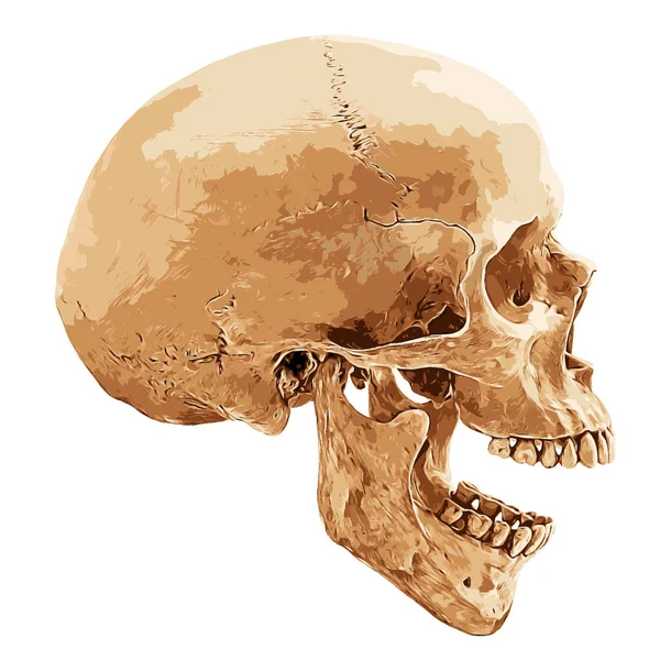 Homem Mandíbula Ou Maxilar Osso Com Os Dentes Vista Anterior Ou Frontal  Anatomicamente Precisa Isolado No Fundo Branco 3D Renderização Ilustração.  Anatomia, Medicina, Biologia, Conceito De Ciência. Foto Royalty Free,  Gravuras, Imagens