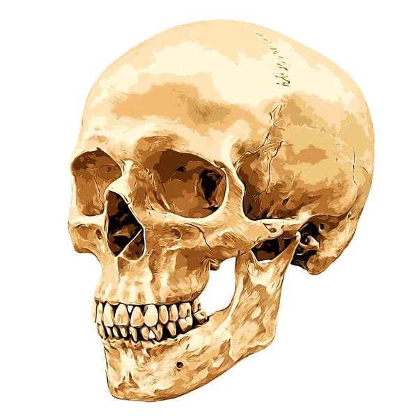 Human Skull Angled Degree Angle Aspect Isolated White Background Vector — Stock Vector