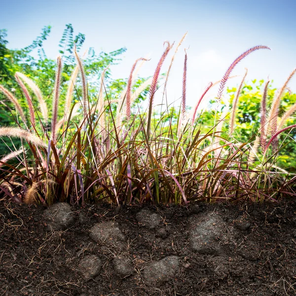 Gras auf dem Boden — Stockfoto