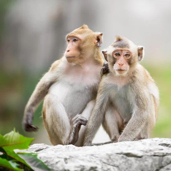 Mono de pareja — Foto de Stock