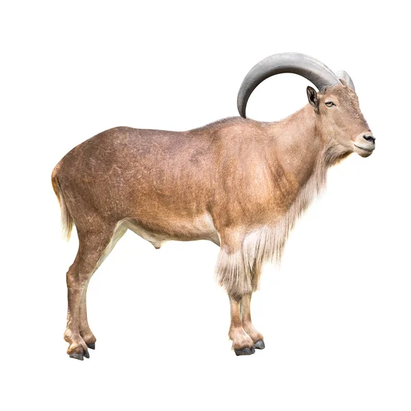 Барбара овець ізольовані — стокове фото