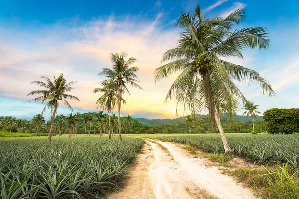 Paisagem agrícola — Fotografia de Stock