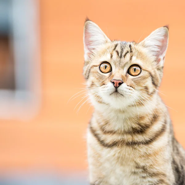 Asiático gato marrom — Fotografia de Stock