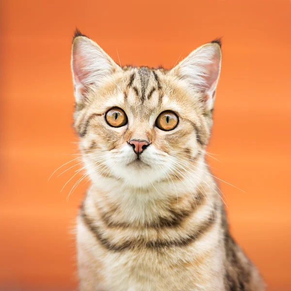 Asiatico gatto marrone — Foto Stock