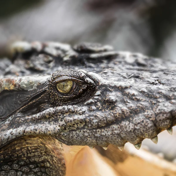 Krokodilauge — Stockfoto