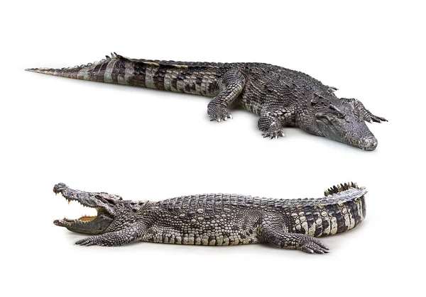 Krokodil geïsoleerd — Stockfoto