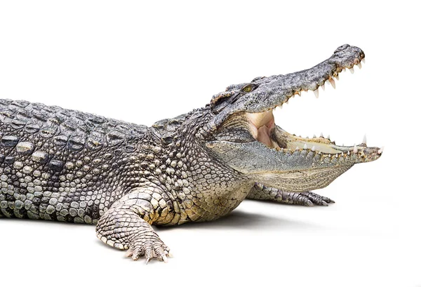 Krokodil geïsoleerd — Stockfoto