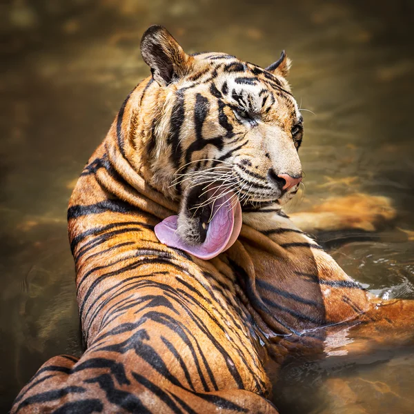 Tigre siberiano — Fotografia de Stock