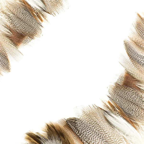 Pluma de ave — Foto de Stock