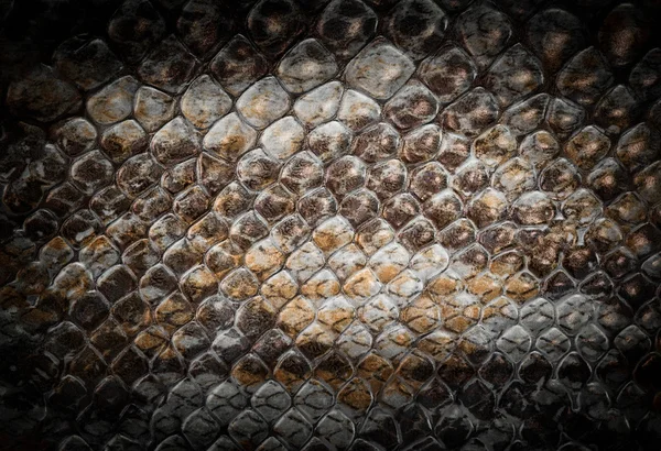 ヘビ革 — ストック写真