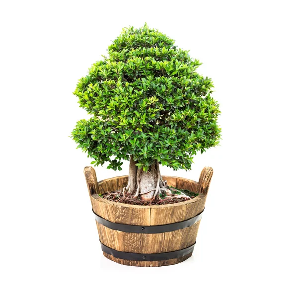 Houseplant — Stock Photo, Image