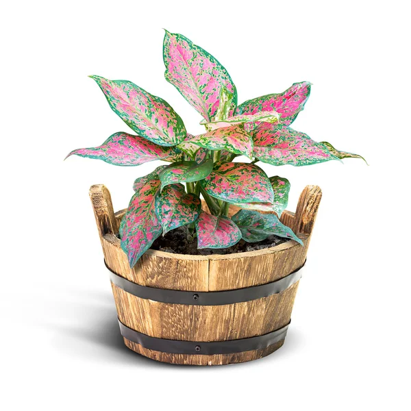 Houseplant — Stock Photo, Image