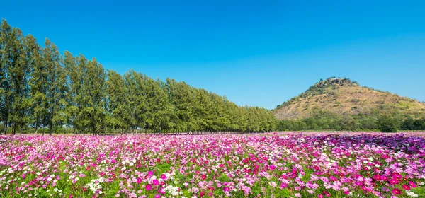 Campo de flores Cosmos — Fotografia de Stock