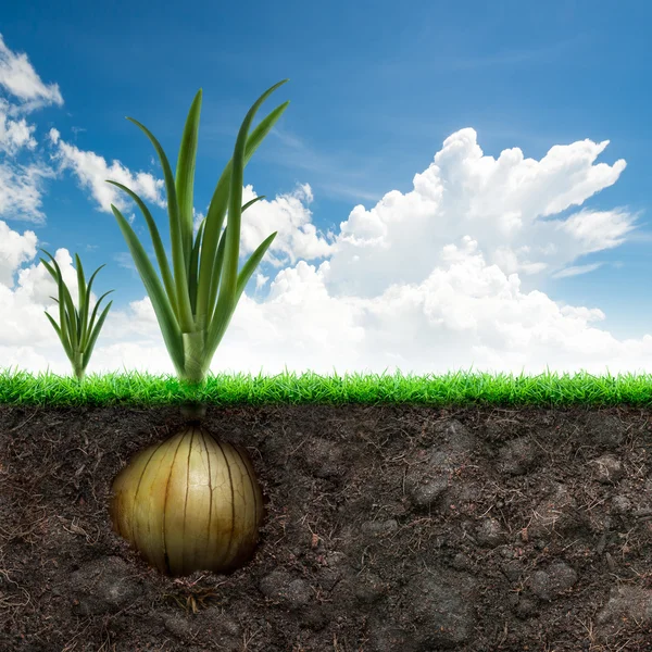 Onion Bulb and Grass in Blue sky — Stock Photo, Image