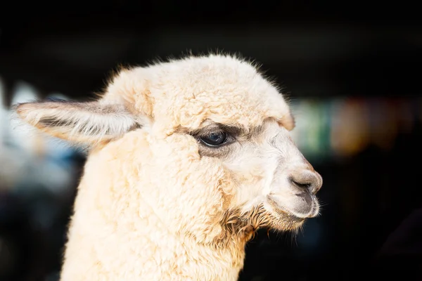 Alpaca — Stock Photo, Image