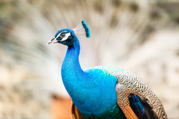 Peacock — Stock Photo, Image