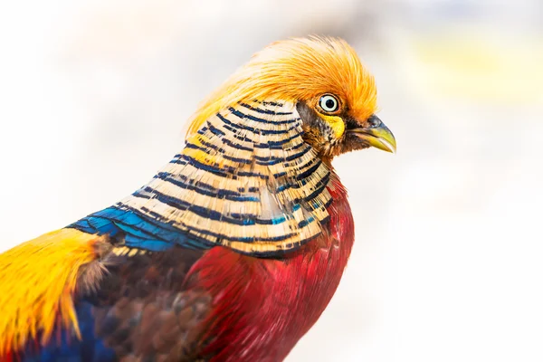 Golden pheasant — Stockfoto