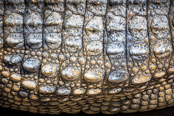 Crocodile leather — Stock Photo, Image