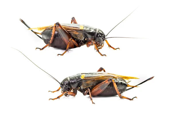 Cricket — Stock Photo, Image