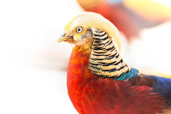 Faisán dorado — Foto de Stock