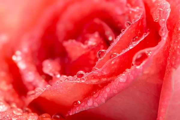 Róża z kropli — Zdjęcie stockowe