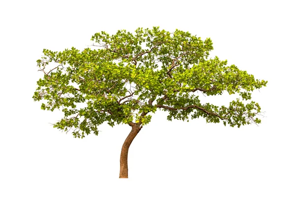 Tree isolated — Stock Photo, Image