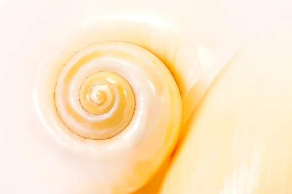 Sea shell — Stock fotografie