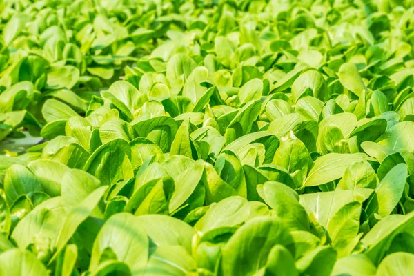 Repolho chinês vegetal — Fotografia de Stock