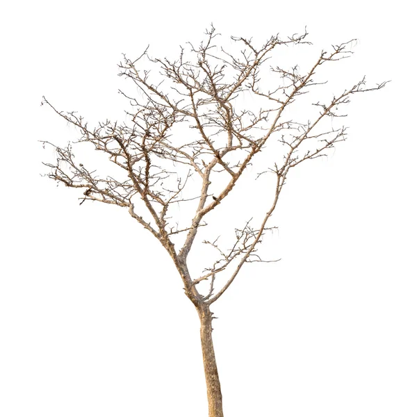 Albero morto — Foto Stock