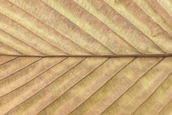 Dry leaf texture background — Stock Photo, Image