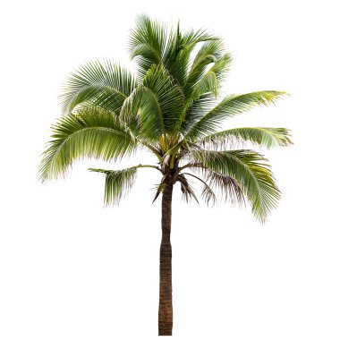 Hindistan cevizi ağacı