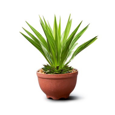 Houseplant isolated clipart