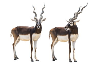 Blackbuck